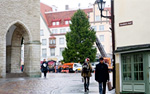 Рождественская ель на Ратушной площади Таллина, Эстония