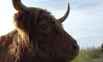 Шотландский высокогорный бык
