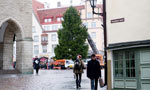 Главная елка Эстонии приедет на Рождество из деревни Хирвли