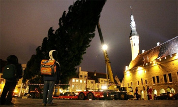 Рождественскую ель на Ратушной площади в Таллинне установят 15 ноября. Фото: Scanpix/Postimees