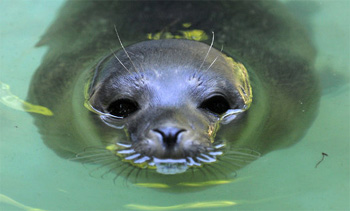 Тюлень. Фото: Scanpix