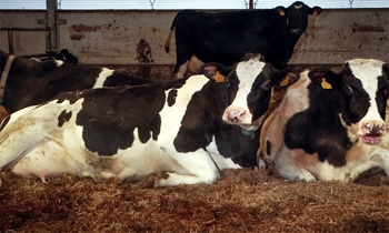 В Эстонии повысились удои коров. Фото: Scanpix/Postimees