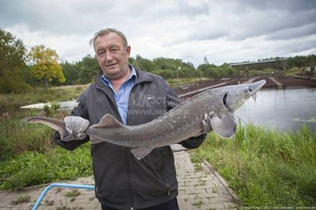  Под Нарвой разводят осетров. фото: "МК-Эстония"